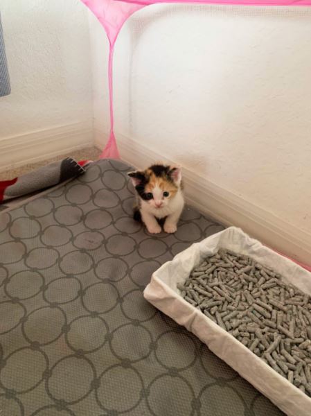 Интернет-пользователи делятся очаровательными фотографиями своих "незаконно маленьких кошек" (23 фото)