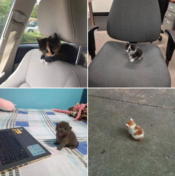 Интернет-пользователи делятся очаровательными фотографиями своих "незаконно маленьких кошек" (23 фото)