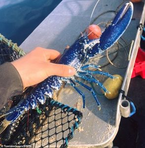 В Великобритании рыбак поймал редкого синего лобстера (фото) 